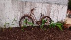bicycleandplantsmay.jpg